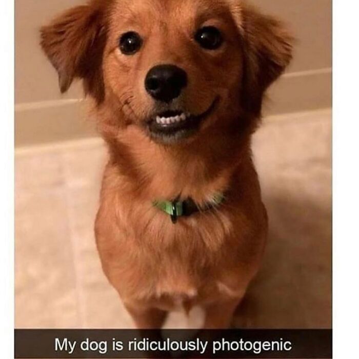 Wait Till You See These Hilarious Dog Memes That Nail Just How Weird Dogs Are