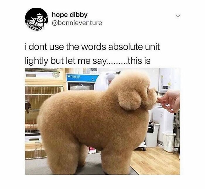 Wait Till You See These Hilarious Dog Memes That Nail Just How Weird Dogs Are