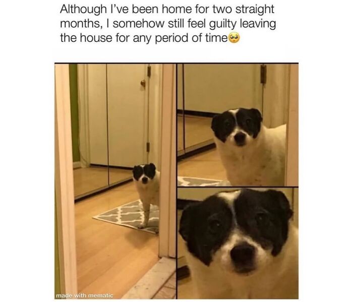 Wait Till You See These Hilarious Dog Memes That Nail Just How Weird Dogs Are