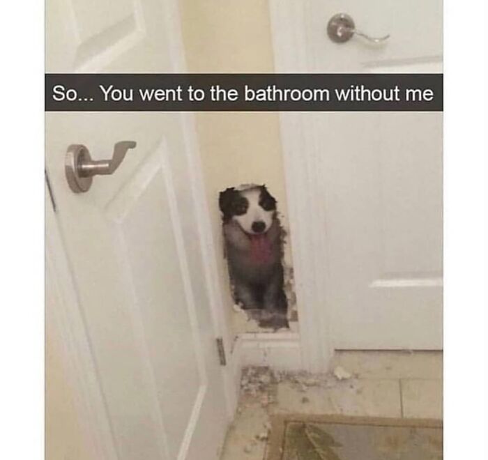 Wait Till You See These Hilarious Dog Memes That Nail Just How Weird Dogs Are