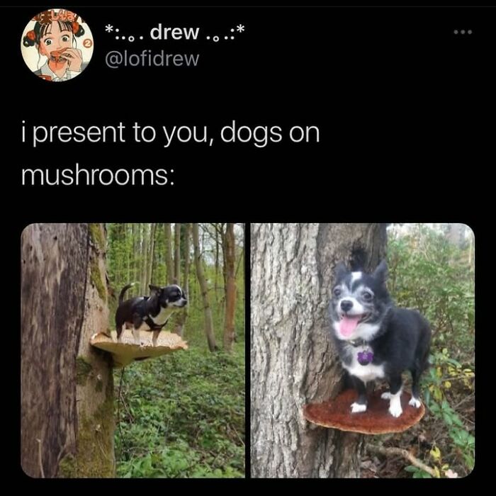 Wait Till You See These Hilarious Dog Memes That Nail Just How Weird Dogs Are