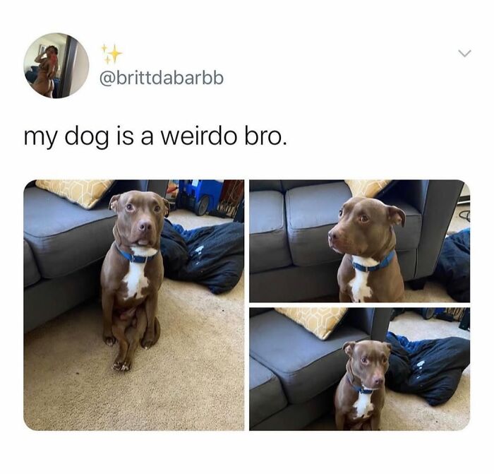 Wait Till You See These Hilarious Dog Memes That Nail Just How Weird Dogs Are