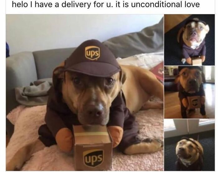 Wait Till You See These Hilarious Dog Memes That Nail Just How Weird Dogs Are