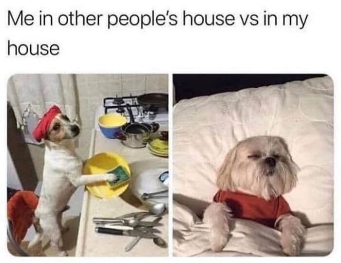 Wait Till You See These Hilarious Dog Memes That Nail Just How Weird Dogs Are