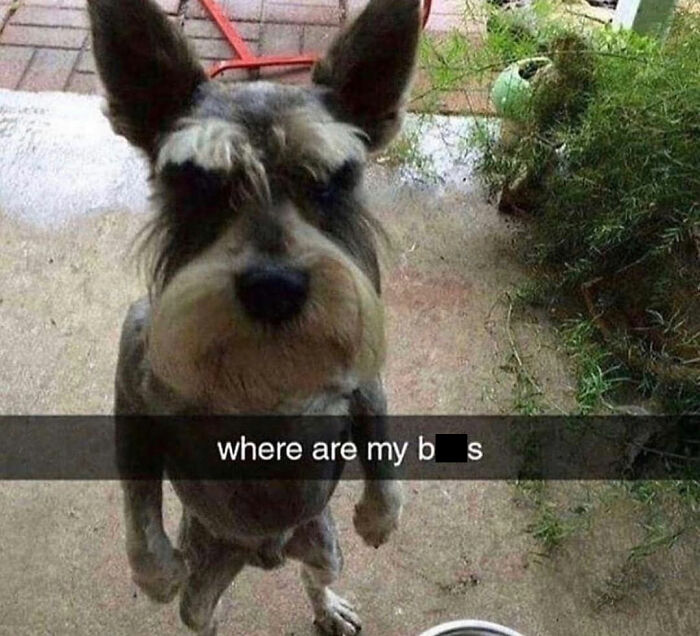 Wait Till You See These Hilarious Dog Memes That Nail Just How Weird Dogs Are