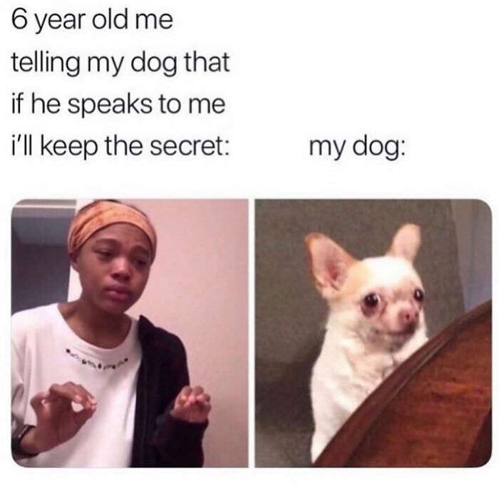 Wait Till You See These Hilarious Dog Memes That Nail Just How Weird Dogs Are
