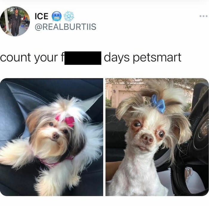 Wait Till You See These Hilarious Dog Memes That Nail Just How Weird Dogs Are