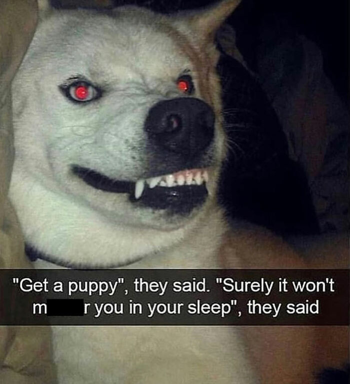Wait Till You See These Hilarious Dog Memes That Nail Just How Weird Dogs Are