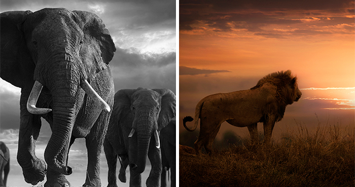 45 Wildlife Pics That Will Totally Make You Feel Things