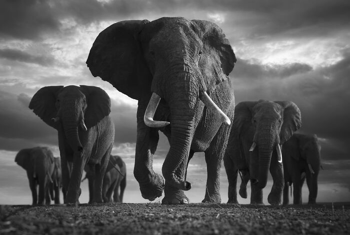 Elephants Forever