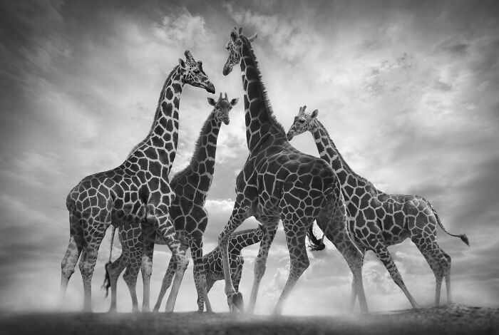 Giraffe Dance Off