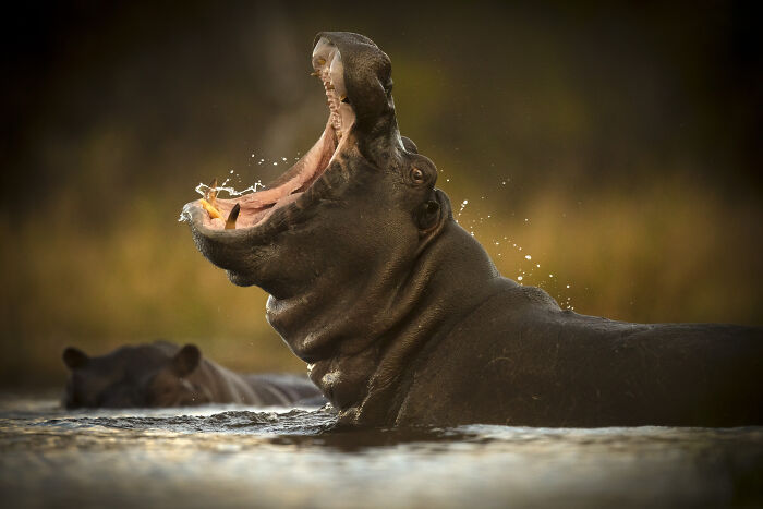Watch Those Jaws!