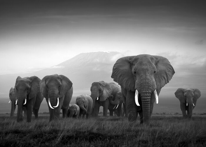 Kilimanjaro Awesomeness
