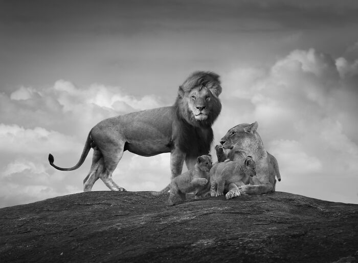 Soulful Creature