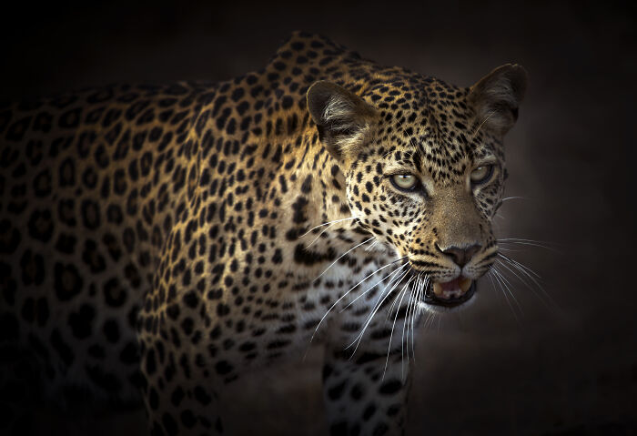 Queen of the Savanna