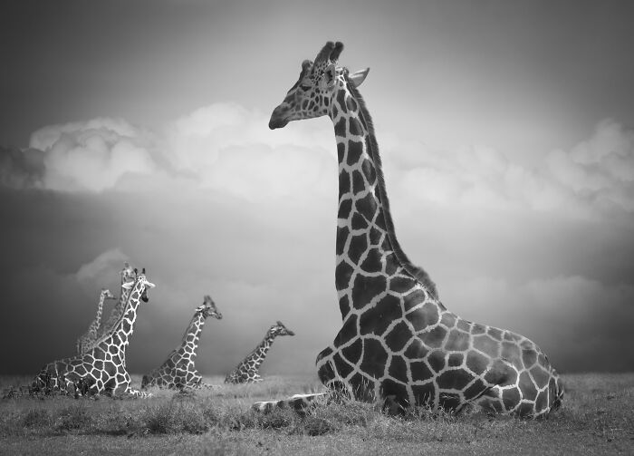 Giraffe Chill Time