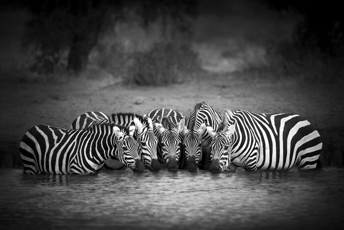 Stripe Party
