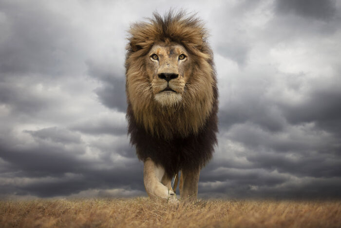 The Real King