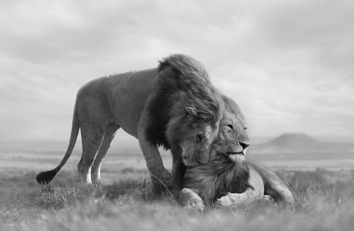 Brotherly Love