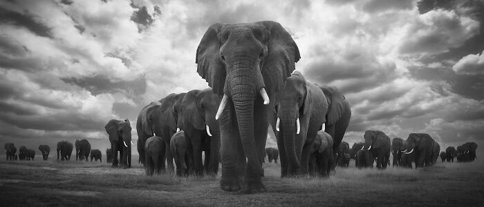 African Pride