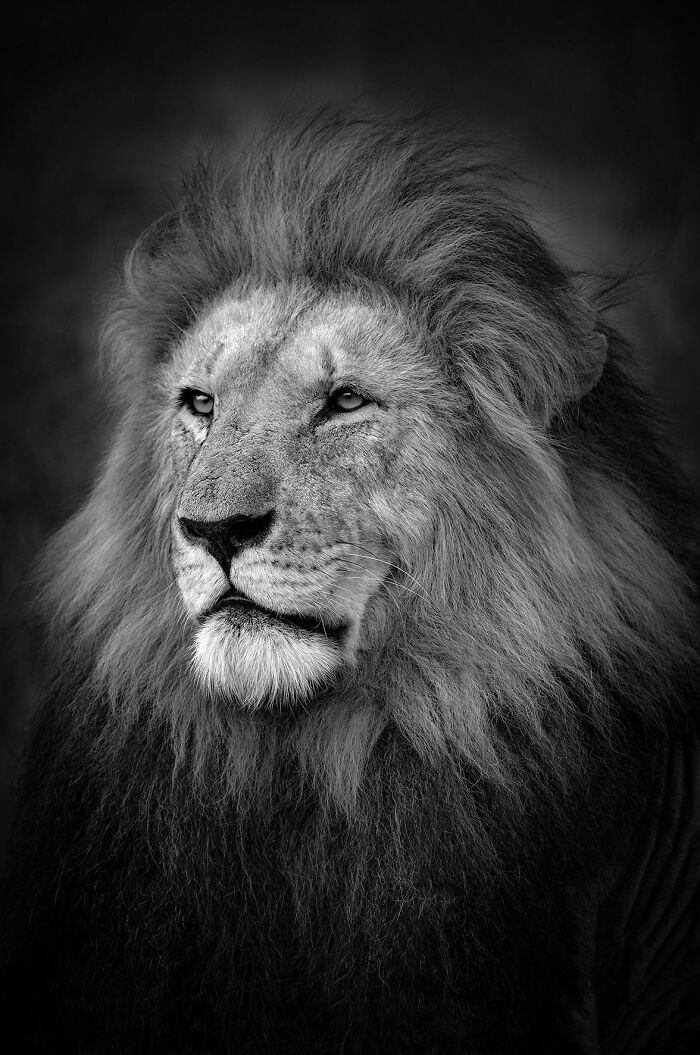 The Big Boss Lion