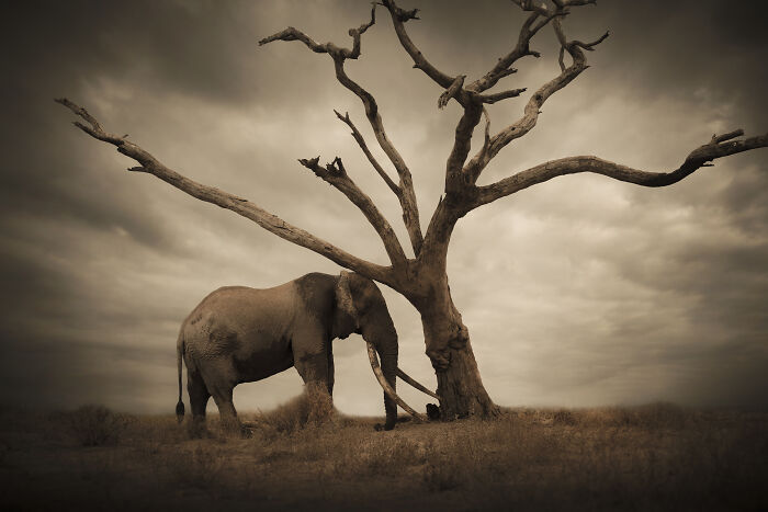 Last Tree Standing