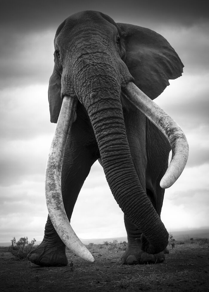 Final Tusker Tribute