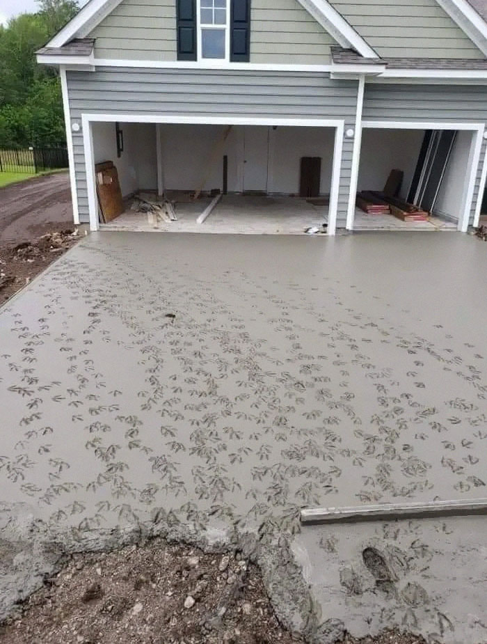 Ducks Just Doing Their Thing On a Freshly Poured Sidewalk