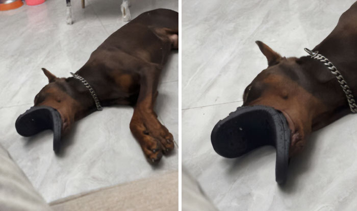 Half an Hour Lost to a Missing Slipper Mystery—Where Could It Be?!