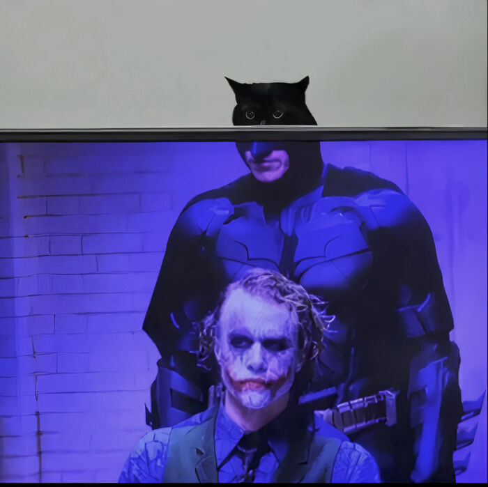The Dark Paw: Because Every Hero Needs a Mysterious Side