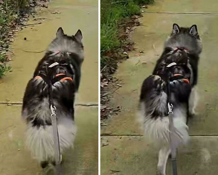 My Dog Pulls Off A 180° Ear Rotation When I Say “Good Girl”