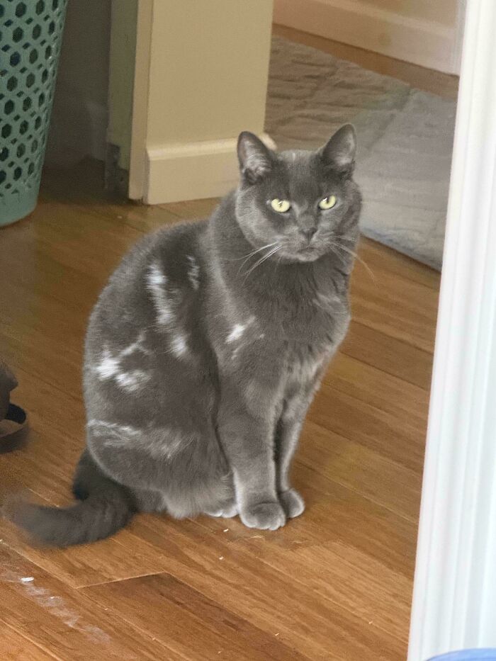 Rescue Cat’s Scars Turned His Fur White Like A Cool War Veteran