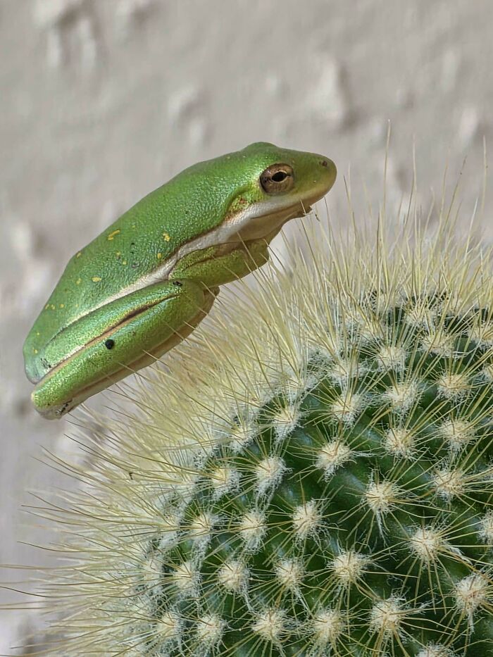 A Frog Just Chose A Cactus For Its Chill Spot