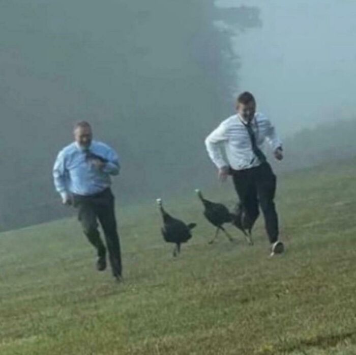 Assistant Principals Tried to Scare Turkeys but Ended Up Playing Turkey Tag