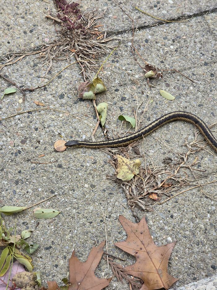 Snake Outside Has A Penny Stuck Like It’s Saving For Retirement