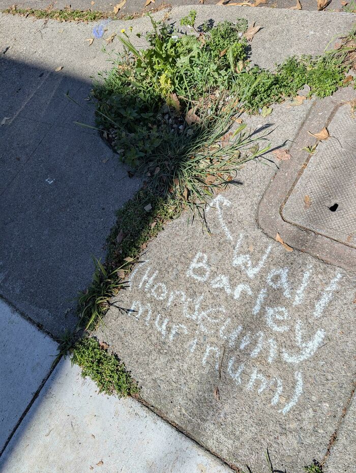 Someone’s Neighborhood Plant Labeling Project Is Low-Key Heroic