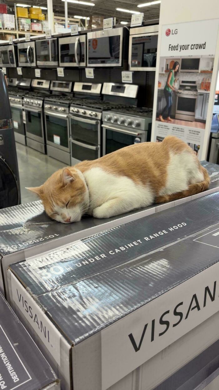 There Was A Friendly Neighborhood Cat At My Local Home Depot