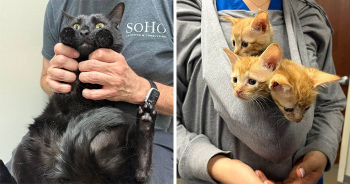 Wait Till You See How These Cats Totally Owned Their Vet Visits!
