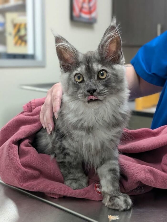 Wait Till You See How These Cats Totally Owned Their Vet Visits!
