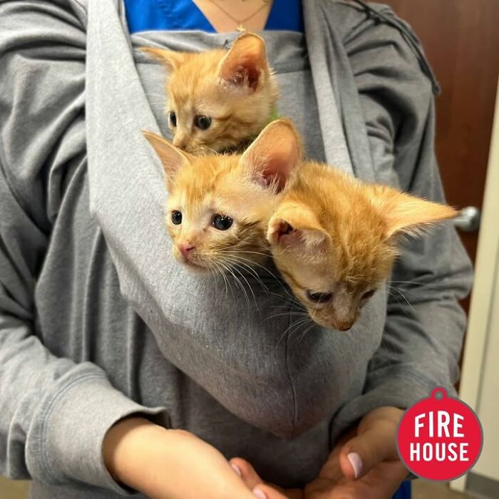 Wait Till You See How These Cats Totally Owned Their Vet Visits!