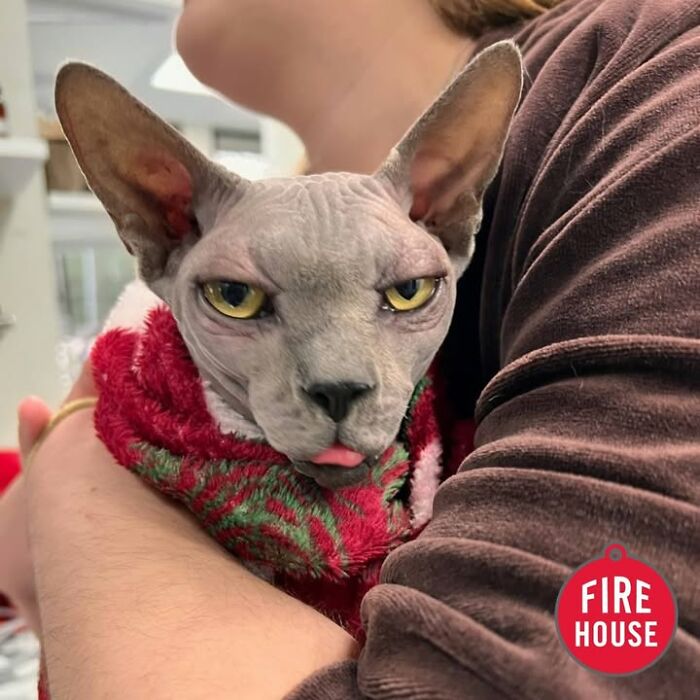 Wait Till You See How These Cats Totally Owned Their Vet Visits!