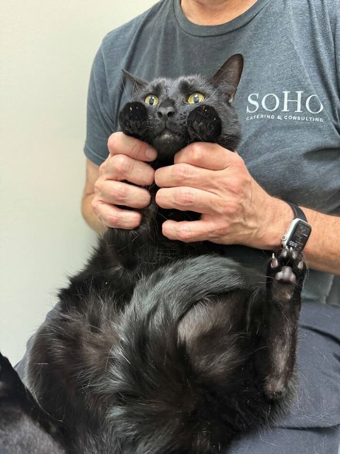 Wait Till You See How These Cats Totally Owned Their Vet Visits!
