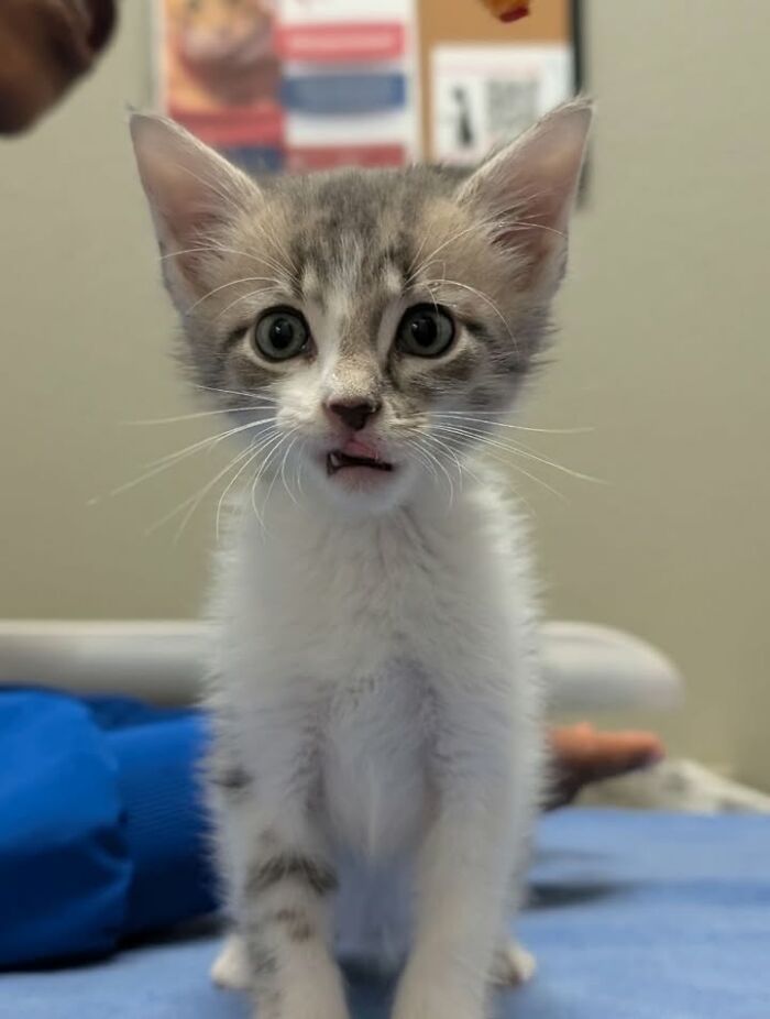 Wait Till You See How These Cats Totally Owned Their Vet Visits!
