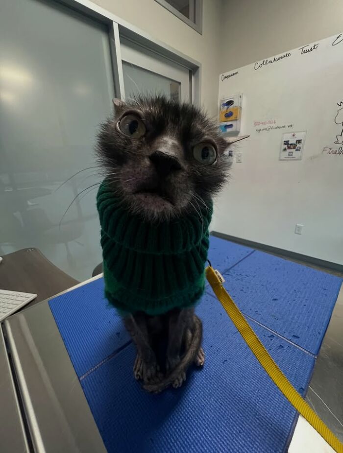 Wait Till You See How These Cats Totally Owned Their Vet Visits!