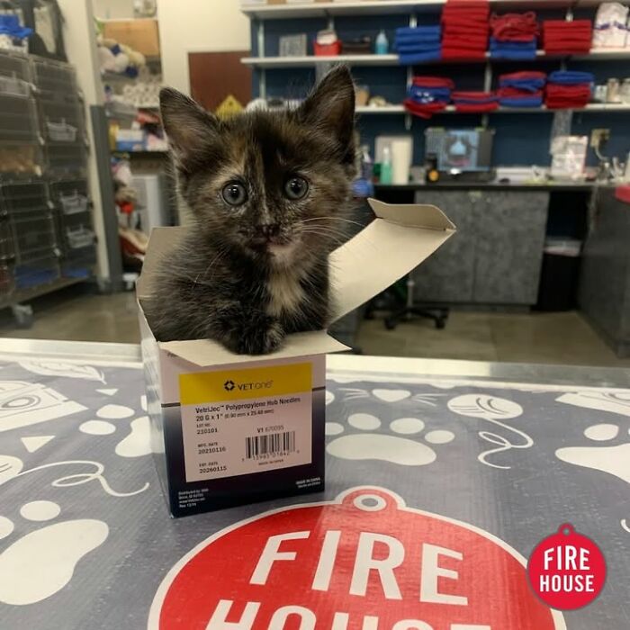 Wait Till You See How These Cats Totally Owned Their Vet Visits!