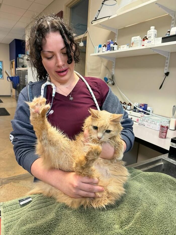 Wait Till You See How These Cats Totally Owned Their Vet Visits!