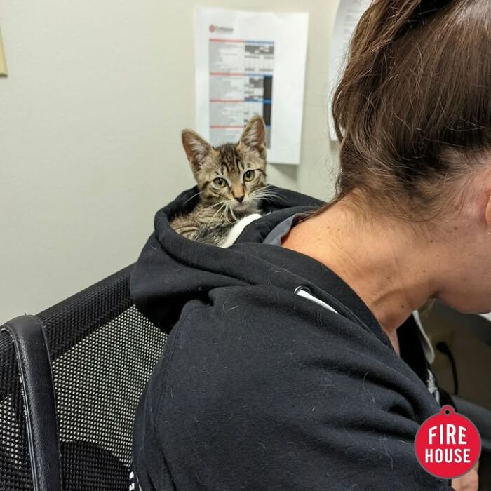 Wait Till You See How These Cats Totally Owned Their Vet Visits!