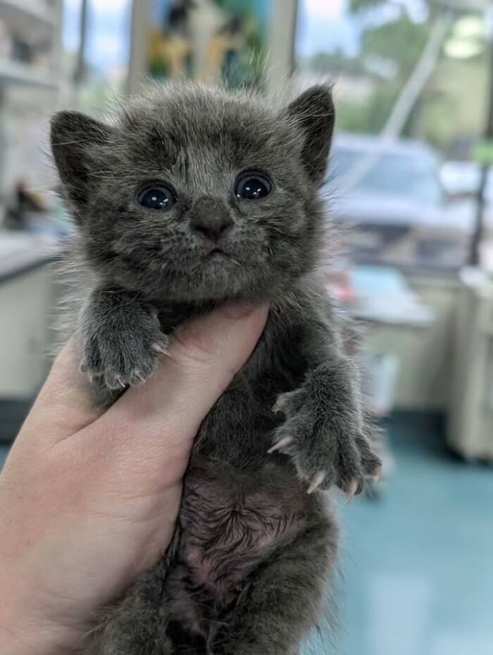 Wait Till You See How These Cats Totally Owned Their Vet Visits!