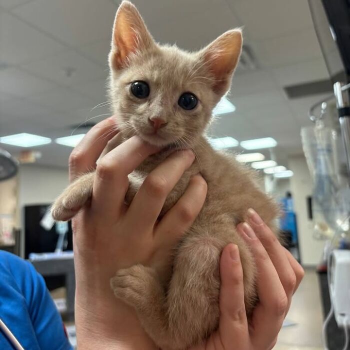 Wait Till You See How These Cats Totally Owned Their Vet Visits!