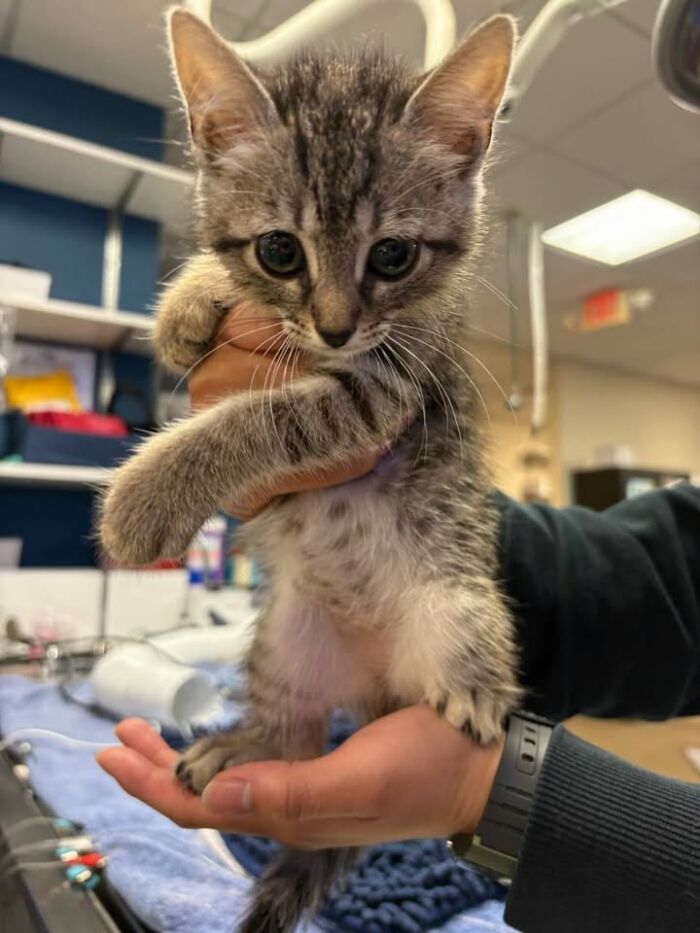 Wait Till You See How These Cats Totally Owned Their Vet Visits!